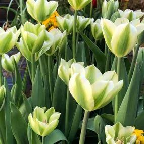 Spring Green Tulip (Tulipa Spring Green) Img 4